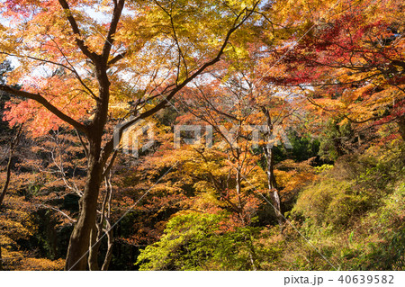 紅葉する森 40639582