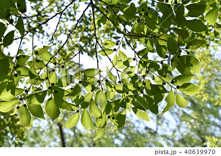 エノキ(榎) エノキ(榎) 40639970