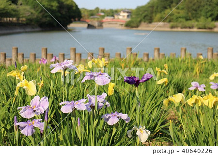 花しょうぶ園 40640226