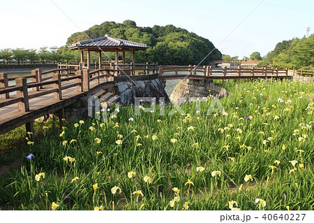 花ショウブの里 40640227