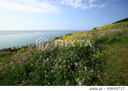 済州市 春 菜の花 40640717