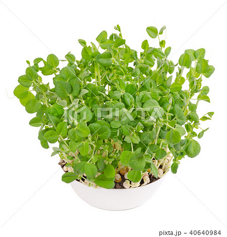 Snow pea microgreen in white bowl from above 40640984