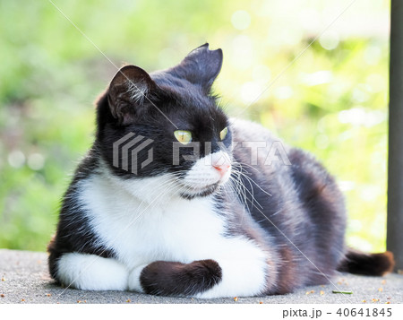 座るネコ 座るネコ 40641845