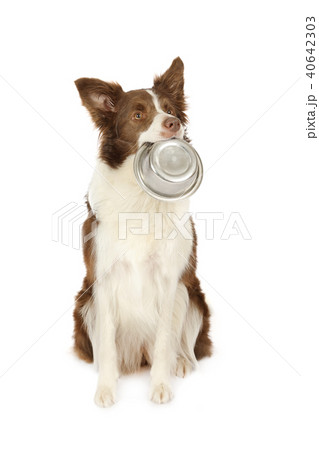 Collie border dog with empty bowl of dog food Collie border dog with empty bowl of dog food 40642303