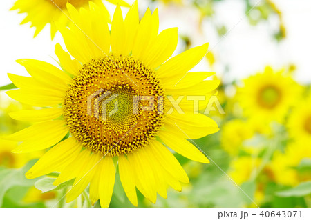 ひまわり 40643071