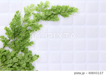 白いタイルとアジアンタムの葉 40643137