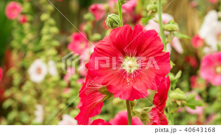 Red Hollyhocks flower in a garden. Red Hollyhocks flower in a garden. 40643168