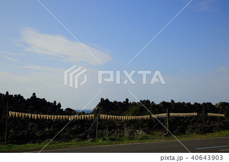 済州市 海岸道路 イカ 40643903