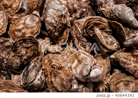 Oysters Background, Top View of Fresh Shell 40644391