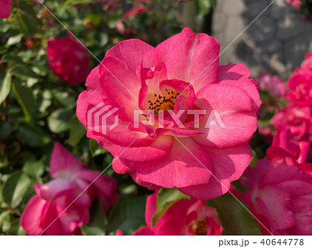 バラ（サンライズ・サンセット）の花（横） 40644778