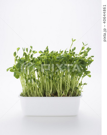 豆苗の再生栽培 豆苗の再生栽培 40644861