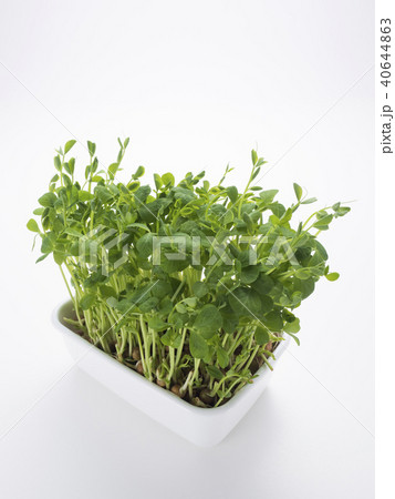 豆苗の再生栽培 40644863