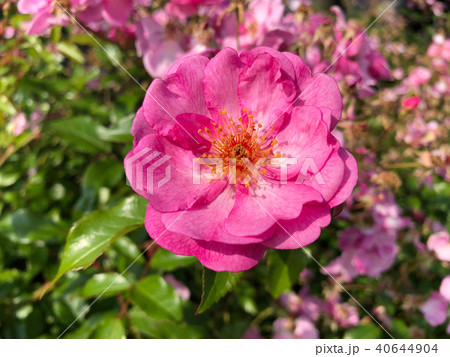 バラ（ラベンダーメディランド）の花（横） 40644904