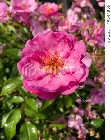 バラ(ラベンダーメディランド)の花(縦) バラ(ラベンダーメディランド)の花(縦) 40644905