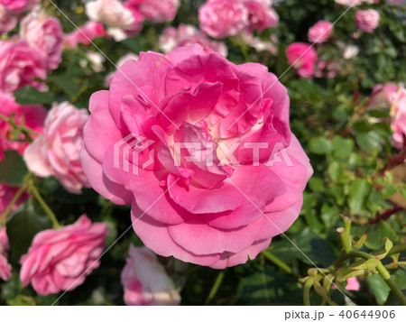 バラ（ラブミー・テンダー）の花 40644906