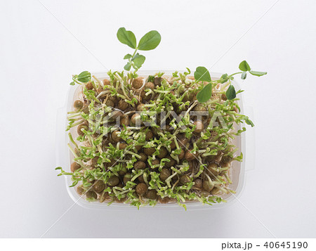 豆苗の再生栽培 40645190