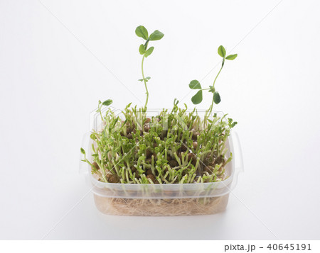 豆苗の再生栽培 豆苗の再生栽培 40645191
