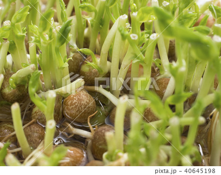 豆苗の再生栽培 豆苗の再生栽培 40645198