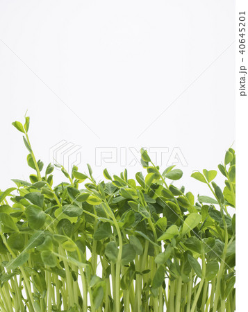 豆苗の再生栽培 40645201