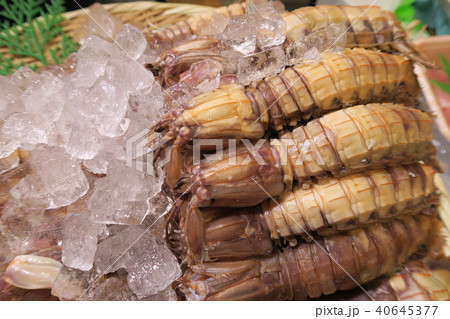 シャコ シャコ 40645377