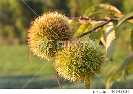 秋の味覚　いがぐり 40645386