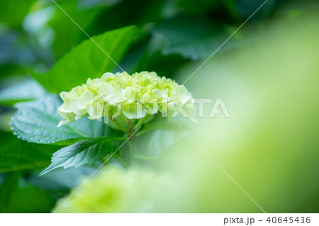 アジサイ　紫陽花　あじさい　アジサイ科　アジサイ属　花　初夏　梅雨　つゆ 40645436
