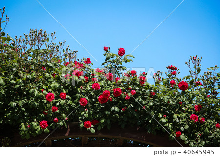 バラ 花 空 40645945
