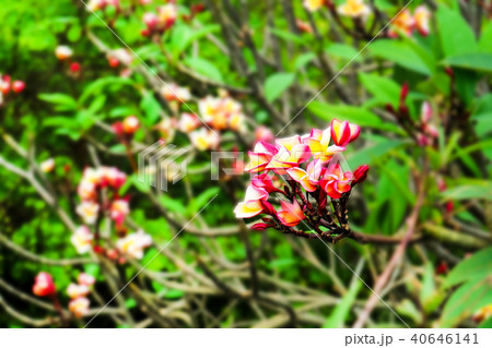 Plumeria,Frangipani flower blooming green leaves Plumeria,Frangipani flower blooming green leaves 40646141