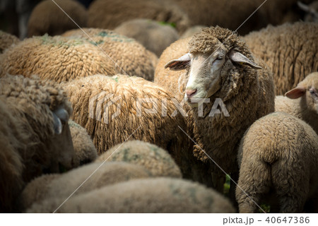 Portrait of family sheep Portrait of family sheep 40647386
