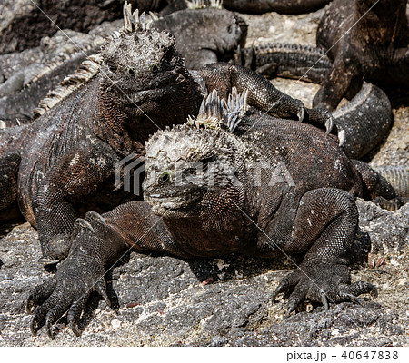 Marine Iguanas Sunning on Rock Marine Iguanas Sunning on Rock 40647838