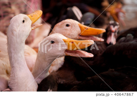 Geese for sale in local market Geese for sale in local market 40647867