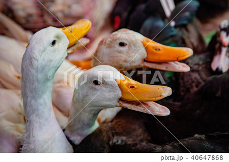 Geese for sale in local market 40647868