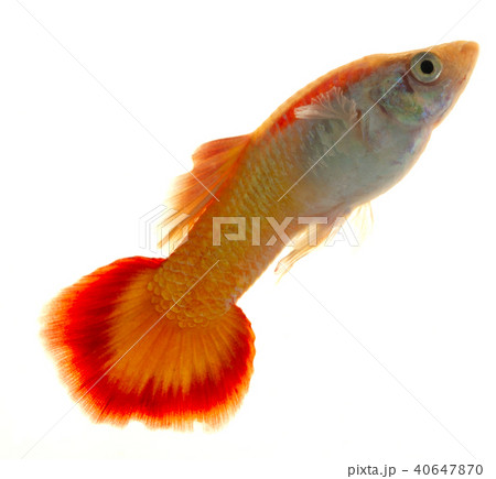 Colorful Guppy Fish 40647870