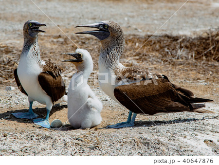 Two adult blue footed boobies with their chick 40647876
