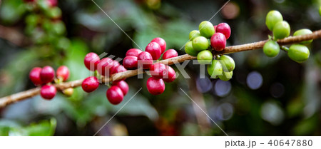 Coffee beans ready to harvest Coffee beans ready to harvest 40647880