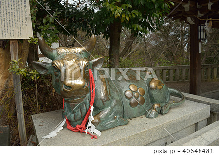なで牛 北野天満宮 なで牛 北野天満宮 40648481