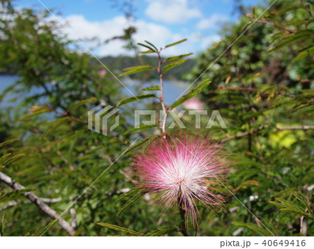 カリアンドラ 40649416