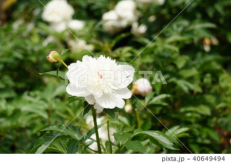 芍薬の白い花 芍薬の白い花 40649494