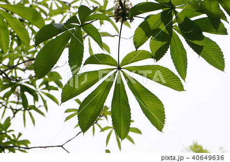 新緑の栃の葉 40649636