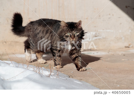 tortured and listless cat walks the ground near the snow 40650005