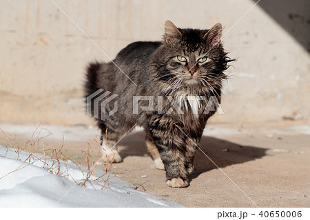 tortured and listless cat walks the ground near the snow tortured and listless cat walks the ground near the snow 40650006