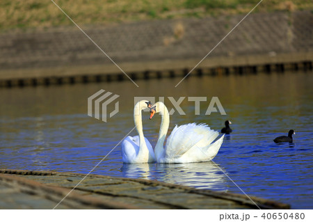 白鳥02 白鳥02 40650480