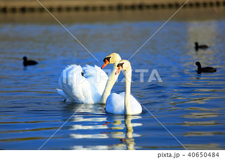 白鳥06 白鳥06 40650484