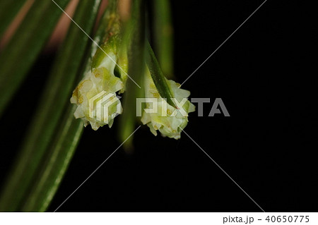 自然　植物　イヌガヤ、雌花です。枝先の青白い金平糖は円錐形の小さな雌花が集まったもののようです 40650775