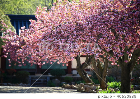 仙岩寺 桜 全羅南道 40650839