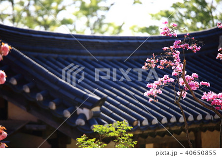 仙岩寺 桜 全羅南道 40650855