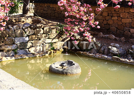 順天市 仙岩寺 桜 40650858