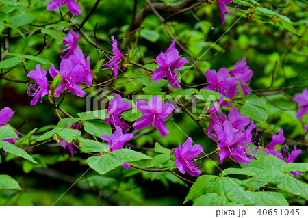 ツツジの花 ツツジの花 40651045