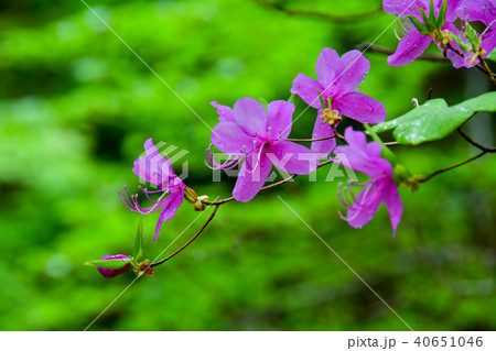ツツジの花 ツツジの花 40651046