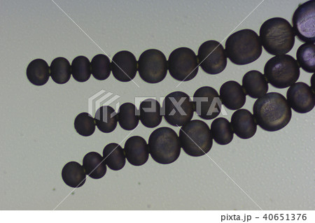 ムラサキツユクサのおしべの毛 40651376